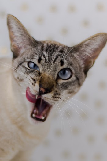 Close-Up Photo of Cat