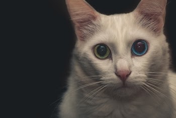 Close-Up Photo of Cat