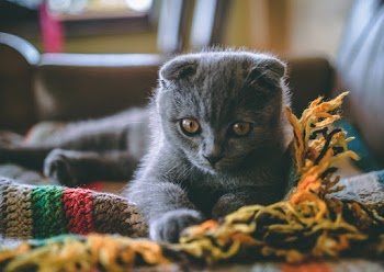 Close-Up Photo Of Cat 