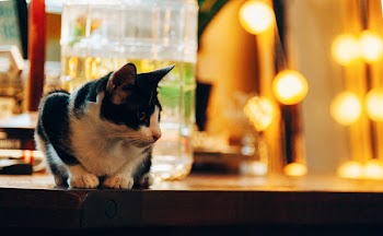 Close-Up Photo of Cat