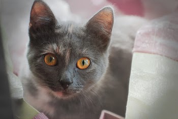 Close-Up Photo of Cat