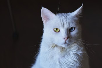 Close-Up Photo of Cat