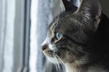 Close-Up Photo of Cat