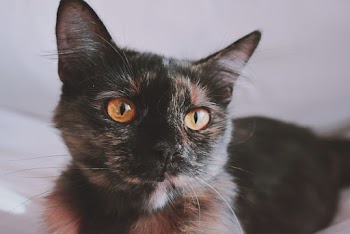 Close-Up Photo of Cat