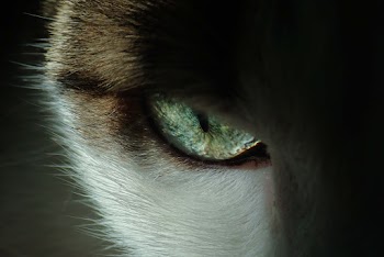Close-Up Photo of Cat's Eye