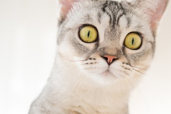 Close-up Photo of Cat's Face