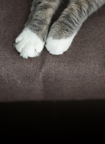 Close-Up Photo of Cat's Paw