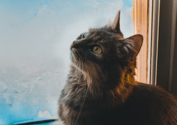 Close-up Photo of Cat Beside a Window Looking Up