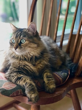 Close-Up Photo of Cat Laying On Chair