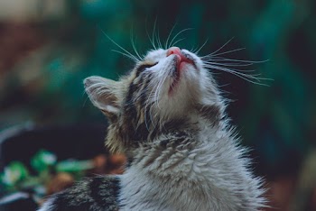 Close-Up Photo of Cat Looking Upwards