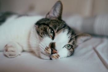Close-Up Photo of Cat Lying Down