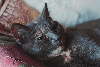 Close-Up Photo of Cat Lying Down