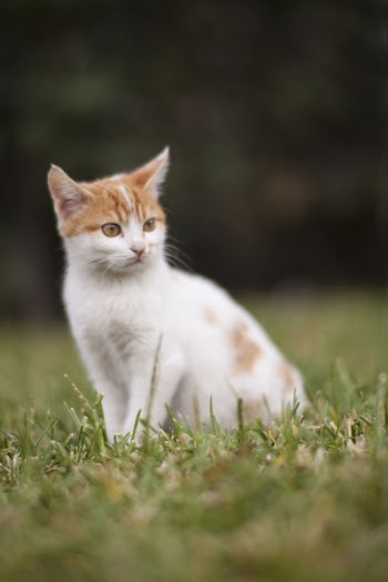 Close-Up Photo of Cat Sitting On Grass
