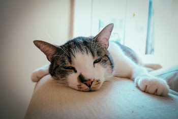 Close-up Photo of Cat Sleeping on Beige Surface