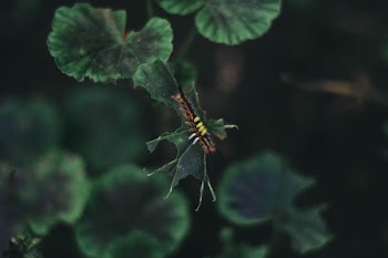 Close-Up Photo of Caterpillar On Leaf