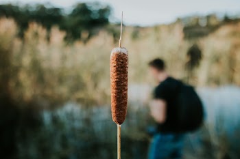 Close-up Photo Of Cattail Plant
