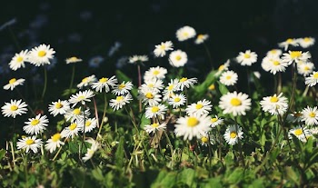Close-Up Photo of Chamomile