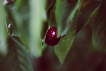Close-Up Photo of Cherry