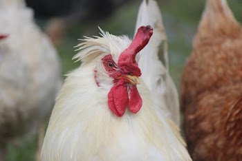 Close-Up Photo of Chicken
