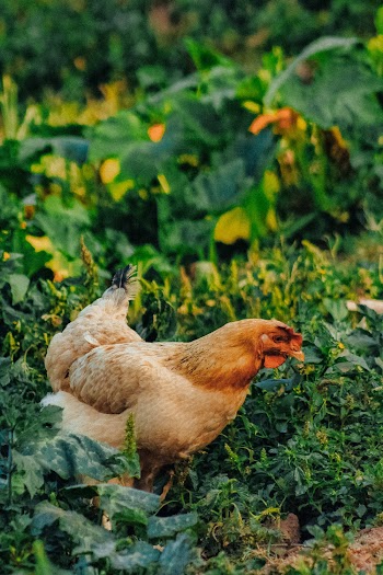 Close-Up Photo of Chicken
