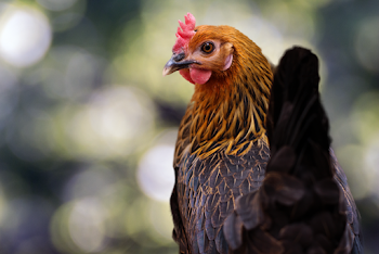 Close-Up Photo Of Chicken