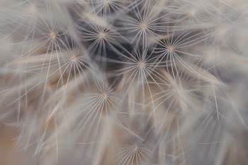 Close-up Photo Of Close-Up