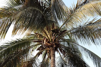 Close-Up Photo Of Coconut Tree