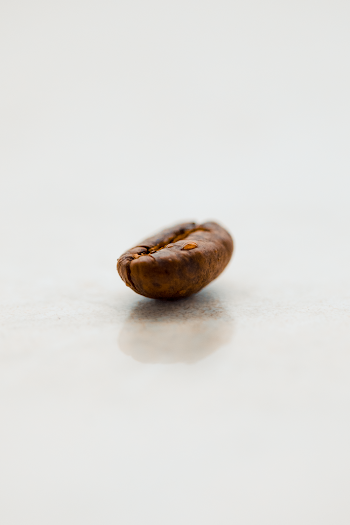 Close-Up Photo of Coffee Bean