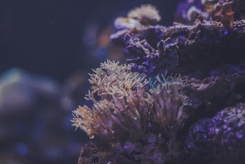 Close-Up Photo of Coral Reef