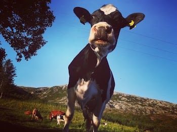 Close-up Photo Of Cow