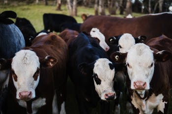 Close-up Photo of Cows