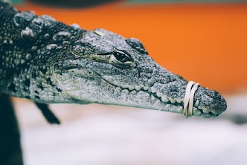 Close-Up Photo of Crocodile