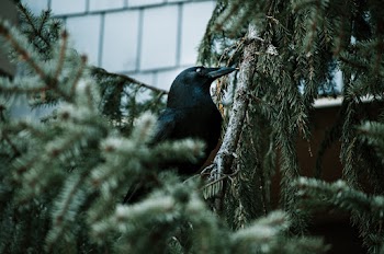 Close-Up Photo of Crown Perched On Tree