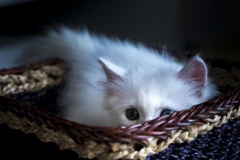 Close-up Photo of Cute White Kitten Lying in Basket