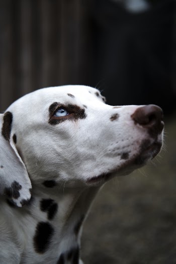 Close-Up Photo Of Dalmatian Dog