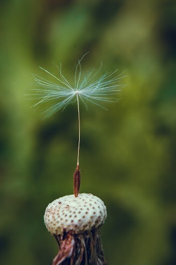 Close-Up Photo of Dandelion
