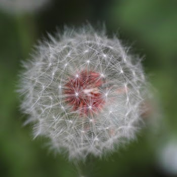 Close-up Photo of Dandelion Flower