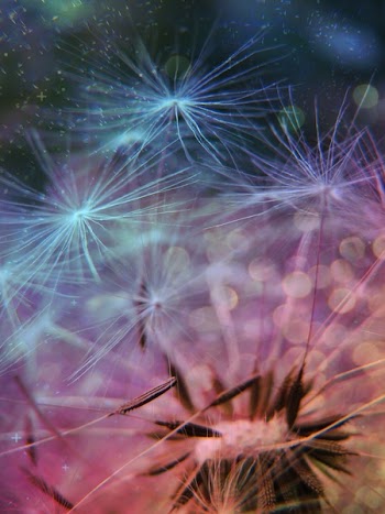 Close Up Photo of Dandelions