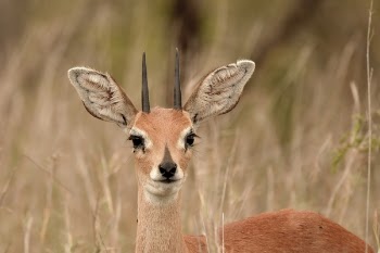 Close-Up Photo of Deer