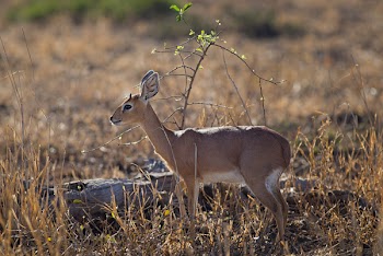Close-up Photo of Deer