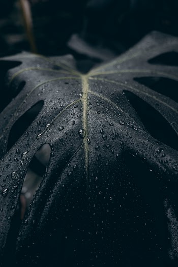 Close Up Photo of Dew Drops on Green  Leaf