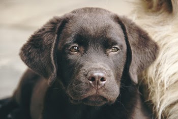 Close-up Photo Of Dog