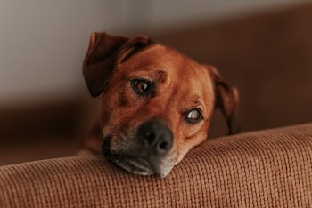 Close-Up Photo of Dog