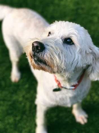 Close-Up Photo Of Dog