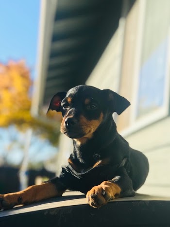 Close-Up Photo of Dog