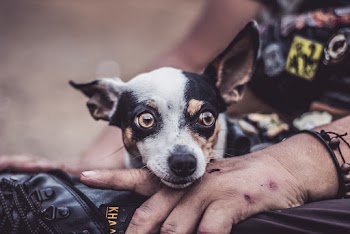 Close-Up Photo Of Dog