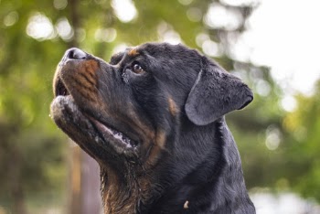 Close-Up Photo Of Dog 