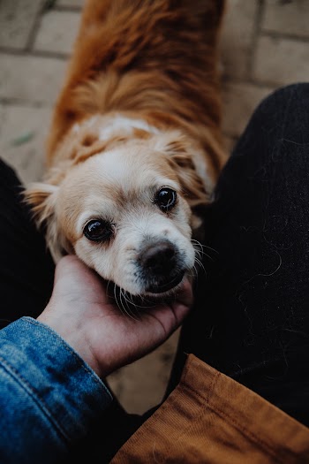 Close-Up Photo Of Dog
