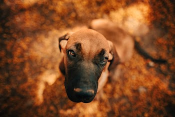 Close-Up Photo of Dog