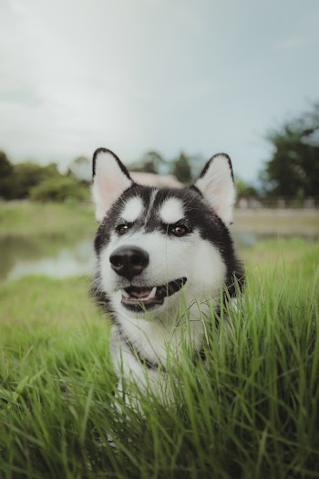 Close-Up Photo Of Dog 